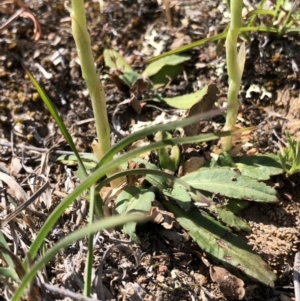 Hymenochilus bicolor at Molonglo Valley, ACT - 20 Oct 2019