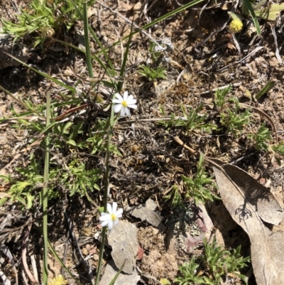 Vittadinia muelleri (Narrow-leafed New Holland Daisy) at Black Mountain - 20 Oct 2019 by Jubeyjubes