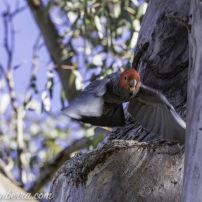 Callocephalon fimbriatum (Gang-gang Cockatoo) at Hughes, ACT - 13 Oct 2019 by BIrdsinCanberra