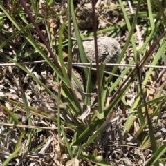 Themeda triandra (Kangaroo Grass) at Molonglo Valley, ACT - 20 Oct 2019 by Jubeyjubes