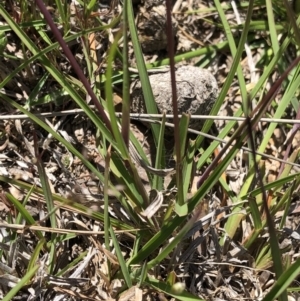 Themeda triandra at Molonglo Valley, ACT - 20 Oct 2019 03:09 PM