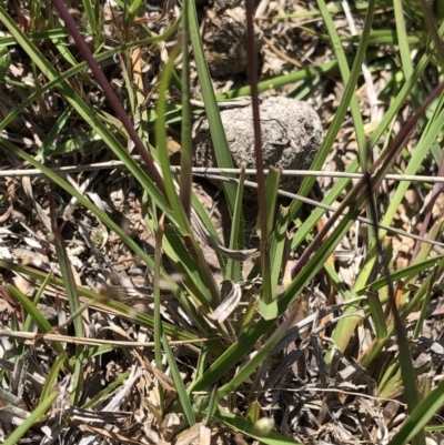 Themeda triandra (Kangaroo Grass) at Molonglo Valley, ACT - 20 Oct 2019 by Jubeyjubes