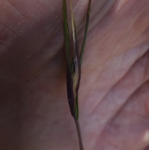 Themeda triandra at Molonglo Valley, ACT - 20 Oct 2019 03:09 PM