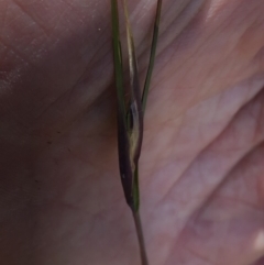 Themeda triandra at Molonglo Valley, ACT - 20 Oct 2019