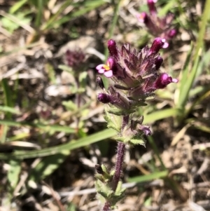 Parentucellia latifolia at Molonglo Valley, ACT - 20 Oct 2019 03:06 PM