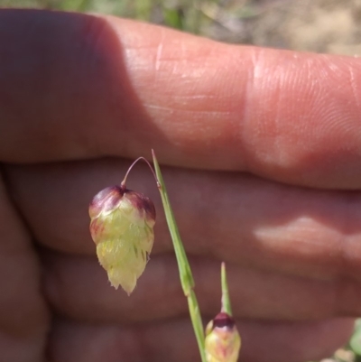 Briza maxima (Quaking Grass, Blowfly Grass) at Black Mountain - 20 Oct 2019 by Jubeyjubes