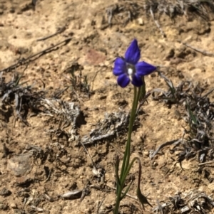 Wahlenbergia sp. at Hackett, ACT - 20 Oct 2019