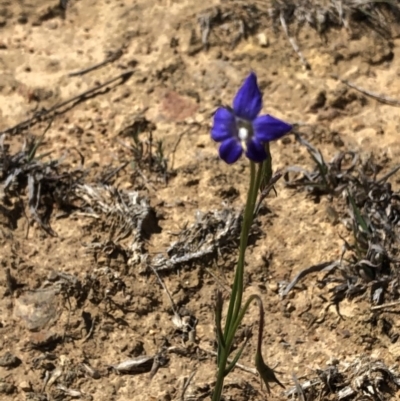 Wahlenbergia sp. (Bluebell) at Black Mountain - 20 Oct 2019 by Jubeyjubes