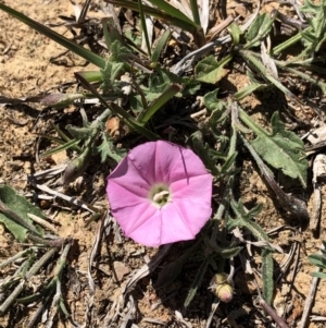 Convolvulus angustissimus subsp. angustissimus at Hackett, ACT - 20 Oct 2019