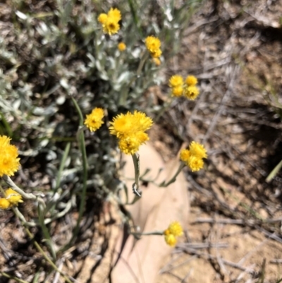 Chrysocephalum apiculatum (Common Everlasting) at Black Mountain - 20 Oct 2019 by Jubeyjubes