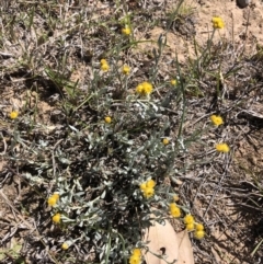 Chrysocephalum apiculatum at Hackett, ACT - 20 Oct 2019