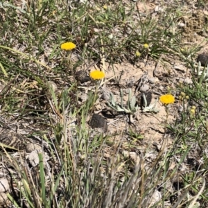 Leptorhynchos squamatus at Hackett, ACT - 20 Oct 2019