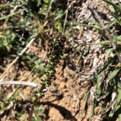 Acaena (genus) (A Sheep's Burr) at Hackett, ACT - 20 Oct 2019 by Jubeyjubes