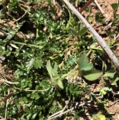 Acaena (genus) at Hackett, ACT - 20 Oct 2019 02:48 PM