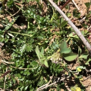 Acaena sp. at Hackett, ACT - 20 Oct 2019