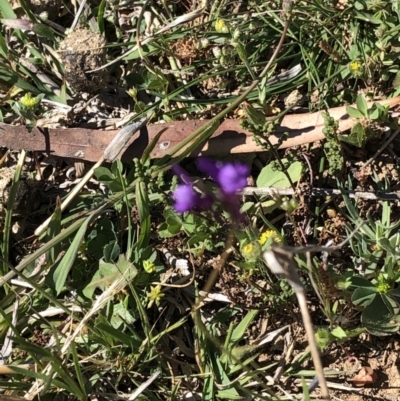 Linaria pelisseriana (Pelisser's Toadflax) at Hackett, ACT - 20 Oct 2019 by Jubeyjubes