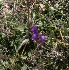 Linaria pelisseriana at Hackett, ACT - 20 Oct 2019 02:50 PM