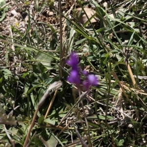 Linaria pelisseriana at Hackett, ACT - 20 Oct 2019