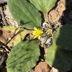 Cymbonotus sp. (preissianus or lawsonianus) at Hackett, ACT - 20 Oct 2019 02:49 PM