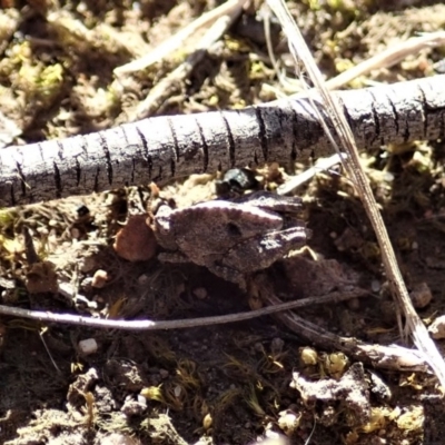 Tetrigidae (family) (Pygmy grasshopper) at Cook, ACT - 18 Oct 2019 by CathB