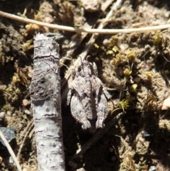 Tetrigidae (family) at Cook, ACT - 18 Oct 2019 05:03 PM