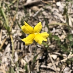 Goodenia pinnatifida (Scrambled Eggs) at Hackett, ACT - 20 Oct 2019 by Jubeyjubes