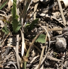 Goodenia pinnatifida at Hackett, ACT - 20 Oct 2019 02:45 PM
