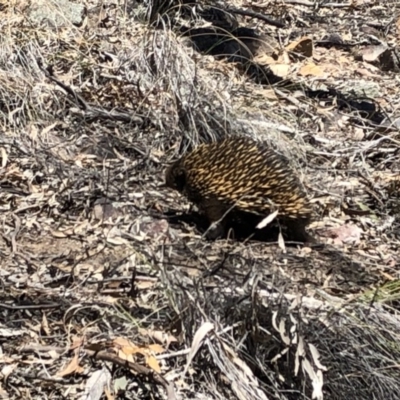 Tachyglossus aculeatus (Short-beaked Echidna) at Black Mountain - 20 Oct 2019 by Jubeyjubes