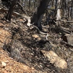 Strepera versicolor (Grey Currawong) at Black Mountain - 20 Oct 2019 by Jubeyjubes