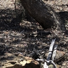 Strepera versicolor at Hackett, ACT - 20 Oct 2019