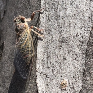 Atrapsalta furcilla at Hackett, ACT - 20 Oct 2019 01:32 PM