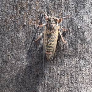 Atrapsalta furcilla at Hackett, ACT - 20 Oct 2019