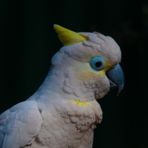 Cacatua galerita x tenuirostris/sanguinea (hybrid) at Symonston, ACT - 20 Oct 2019