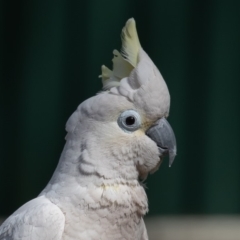 Cacatua galerita x tenuirostris/sanguinea (hybrid) at Symonston, ACT - 20 Oct 2019 02:15 PM