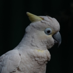 Cacatua galerita x tenuirostris/sanguinea (hybrid) at Symonston, ACT - 20 Oct 2019