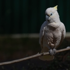 Cacatua galerita x tenuirostris/sanguinea (hybrid) at Symonston, ACT - 20 Oct 2019