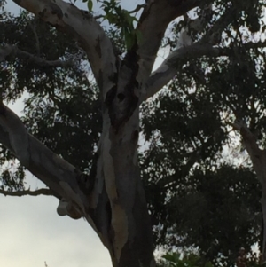 Callocephalon fimbriatum at Weston, ACT - suppressed