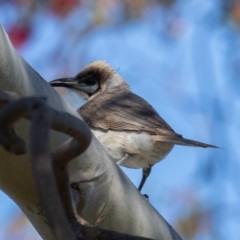 Philemon citreogularis (Little Friarbird) at Jerrabomberra Wetlands - 18 Oct 2019 by rawshorty