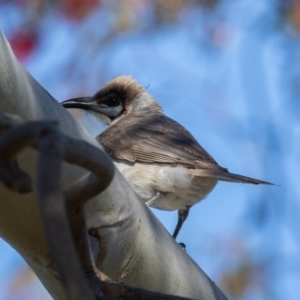 Philemon citreogularis at Fyshwick, ACT - 19 Oct 2019 07:04 AM