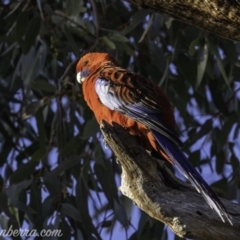 Platycercus elegans (Crimson Rosella) at GG174 - 12 Oct 2019 by BIrdsinCanberra