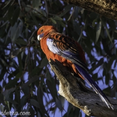 Platycercus elegans (Crimson Rosella) at GG229 - 12 Oct 2019 by BIrdsinCanberra