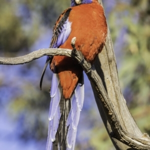 Platycercus elegans at Hughes, ACT - 13 Oct 2019 07:13 AM