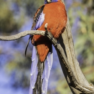 Platycercus elegans at Hughes, ACT - 13 Oct 2019 07:13 AM