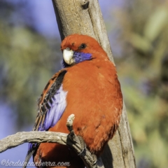 Platycercus elegans at Hughes, ACT - 13 Oct 2019 07:13 AM