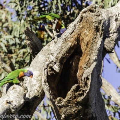 Trichoglossus moluccanus (Rainbow Lorikeet) at Hughes, ACT - 13 Oct 2019 by BIrdsinCanberra