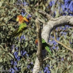 Trichoglossus moluccanus at Hughes, ACT - 13 Oct 2019