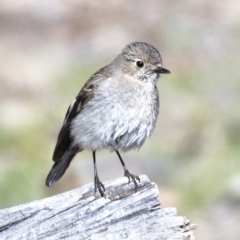 Petroica phoenicea (Flame Robin) at Rendezvous Creek, ACT - 20 Oct 2019 by Marthijn