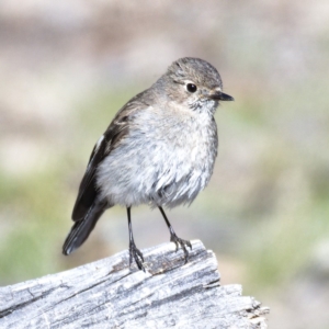 Petroica phoenicea at Rendezvous Creek, ACT - 20 Oct 2019 09:26 AM