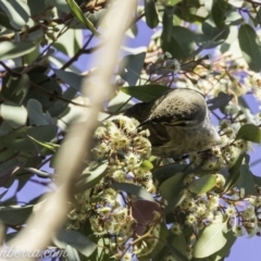 Caligavis chrysops (Yellow-faced Honeyeater) at Deakin, ACT - 12 Oct 2019 by BIrdsinCanberra