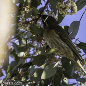 Caligavis chrysops at Deakin, ACT - 13 Oct 2019 08:05 AM